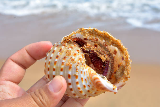 istock Hand holding a colorful seashell. 2042215971