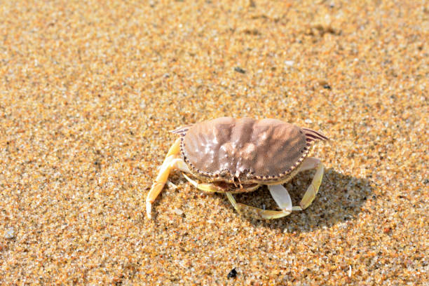 Crab on the beach in India.