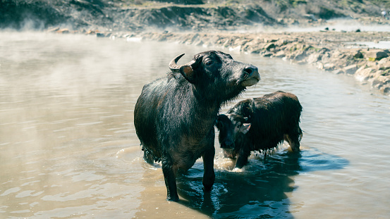 Adult buffalo with her child with morning light in nature in Thailand