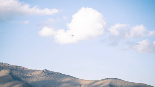 Blue sky, mountain peak and flying lonely bird