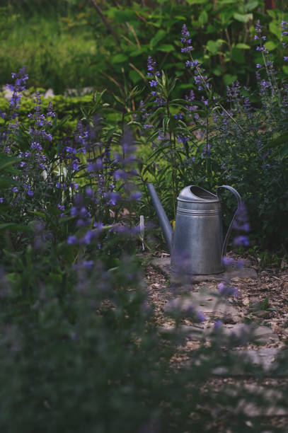 watering can with catnip (nepeta) on background in summer garden. Country life watering can with catnip (nepeta) on background in summer garden. Country life nepeta faassenii stock pictures, royalty-free photos & images