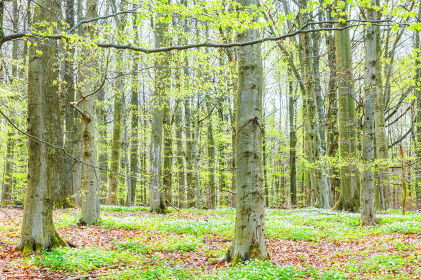 A tranquil Swedish forest in spring, with sunlight filtering through the young, vibrant green leaves on the trees. The forest floor is blanketed with fresh, small green plants, indicating new growth and the rejuvenation of nature during the spring season.