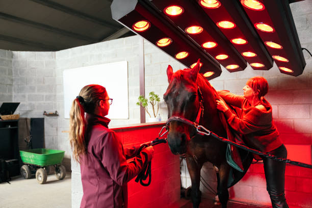 istock Equine Therapy Session with Infrared Lamps 2042236574