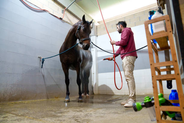 Close-up of a man hosing down a horse in a stable.