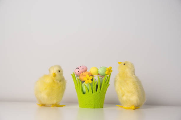 Spring greetings banner with chickens and flowers. copy space banner. High quality photo