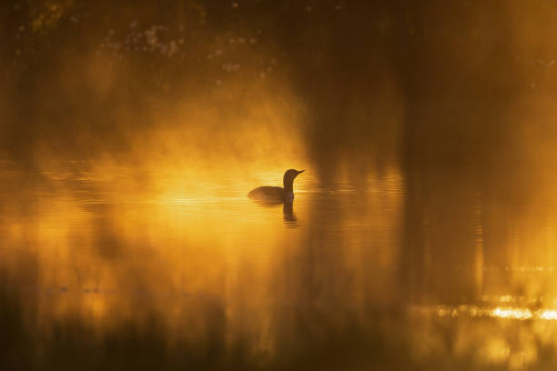 istock Loon in a sunspot at a misty pond 2042250185