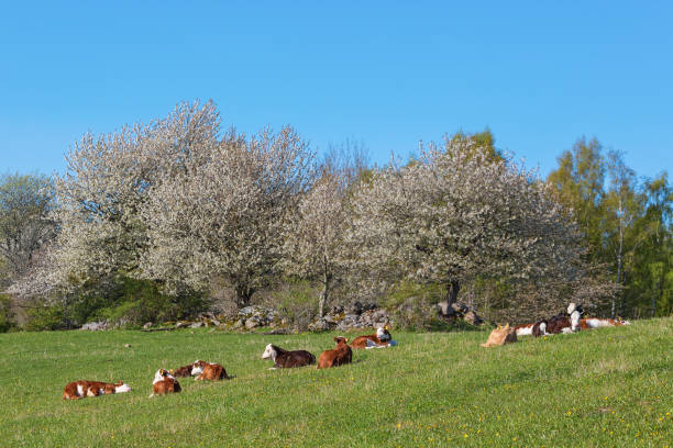 istock Calves resting on a meadow in spring 2042250201