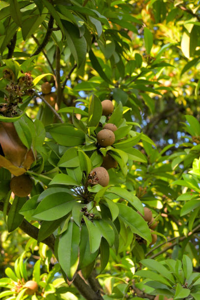istock Picture of Sapota fruit on trees. 2042250714
