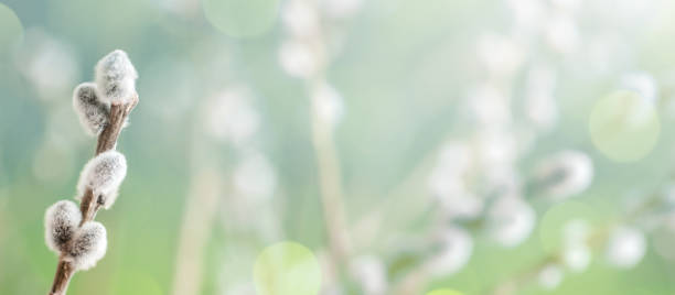 istock Catkins on pussy willow twigs 2042251776