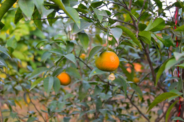 istock Closeup of Orange fruit hanging on plant 2042252284