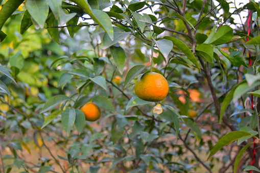 Orange ripe Shikwasa and trees