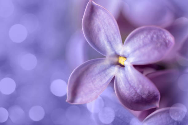 Lilac blossom close-up with bokeh light