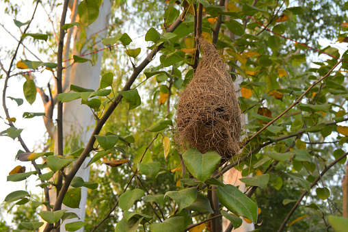 Closeup of Bird nest on tree