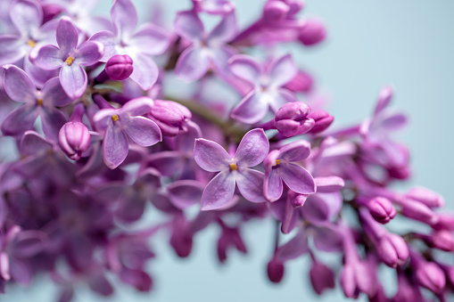 A DSLR close-up photo of beautiful Lilac blossom on a blue sky background. Shallow depth of field.