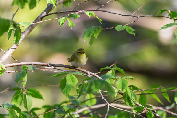Green Warbler in a tree Green Warbler on a tree branch i woods wood warbler phylloscopus sibilatrix stock pictures, royalty-free photos & images