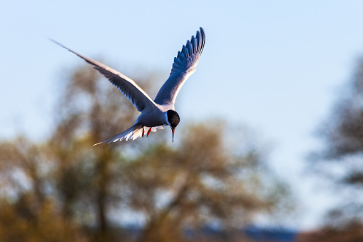 Hovering Tern looking for food