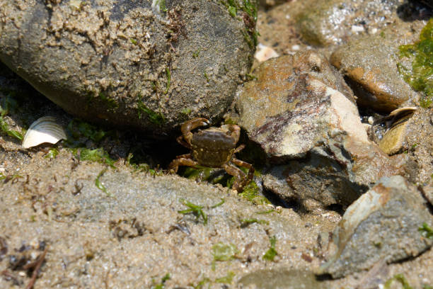 istock [Minamichita] A small crab hiding in the rocks on the coast 2042258157