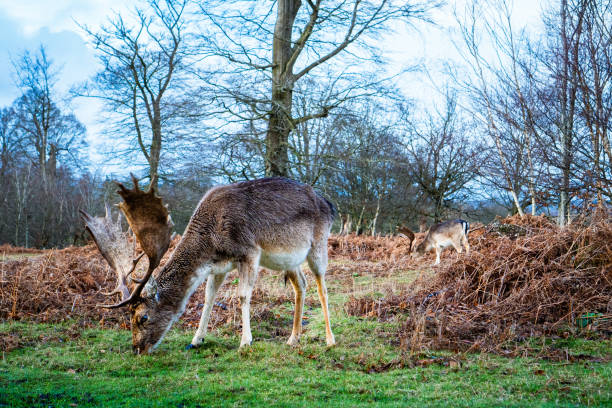 Fallow deer bucks grazing in Knole Park in Sevenoaks, Kent