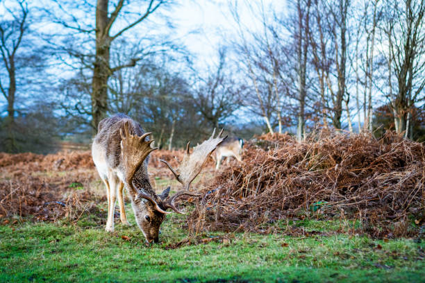 Fallow deer bucks grazing in Knole Park in Sevenoaks, Kent