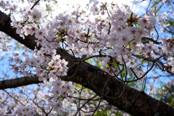 istock [Izu Highlands] Cherry blossom petals with spring sunlight shining through them 2042260395