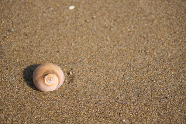 istock [Summer time] Seashells washed up on the beach 2042260937