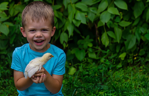 A child is holding a chicken in his hands. A boy is holding a chicken