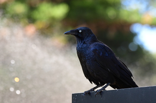 Crow sitting on a fence