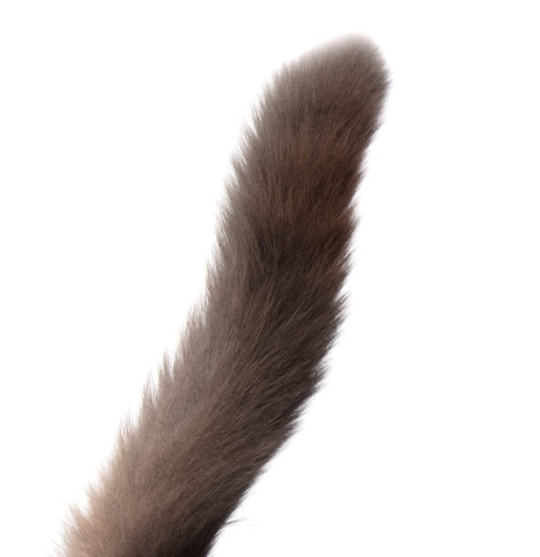 istock close up of  a cats tail on white background with clipping path 2042269470