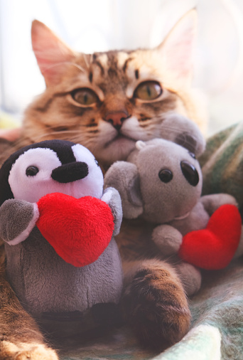 Cute tabby cat with stuffed toys, with red hearts. Happy Valentines Day