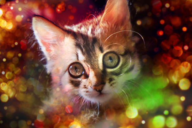 istock Pretty cute kitten  on blurred glittering background. Festive background.  Tabby cat. Funny pets. Valentines Day, Birthday, Dating. String light, flare bokeh 2042275198