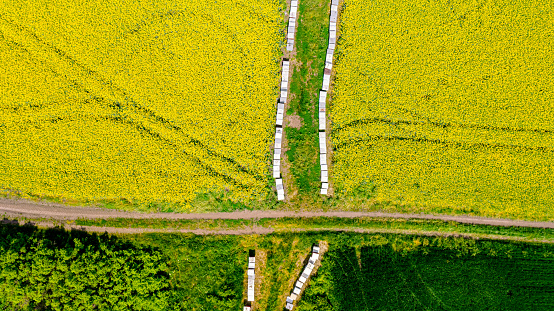 Above top view over wooden colorful beehives in a row placed to pollinate rapeseed canola, yellow blossom, increasing yield, seed for green energy and oil industry.