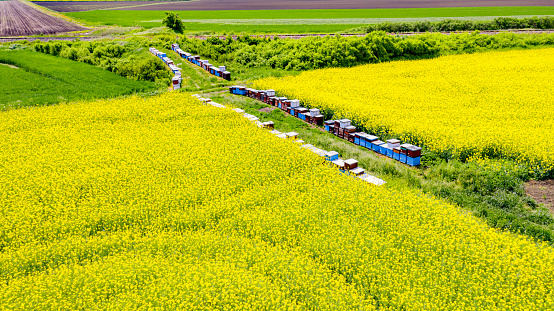 Wooden colorful beehives in a row placed to pollinate rapeseed canola, yellow blossom, increasing yield, seed for green energy and oil industry.