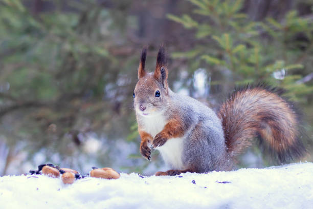 Cute wild squirrel in the winter forest feeds on oak acorns.