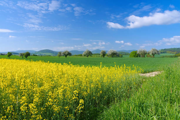 Zittau Mountains in spring with blooming rape field and apple trees