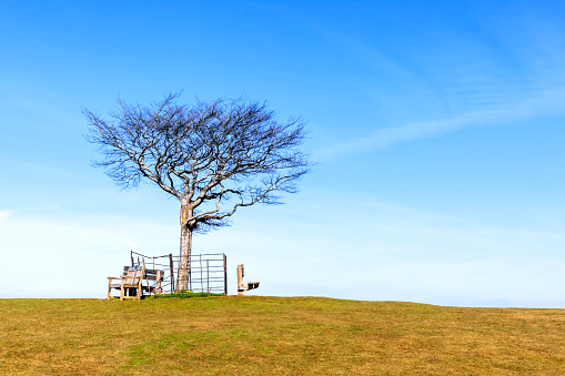 A lone tree and seating in a green field on a hill with copy space.