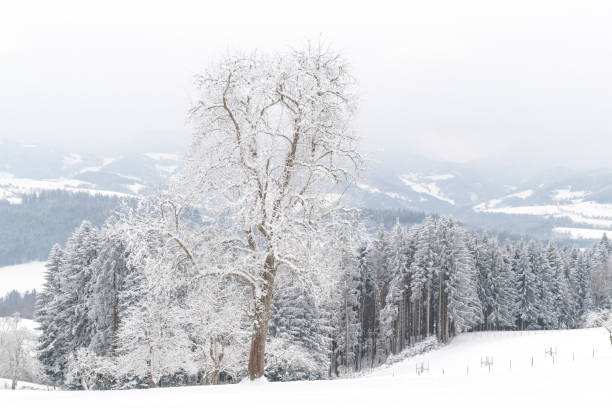 Winter in mountains, close-up of tree branches in snow