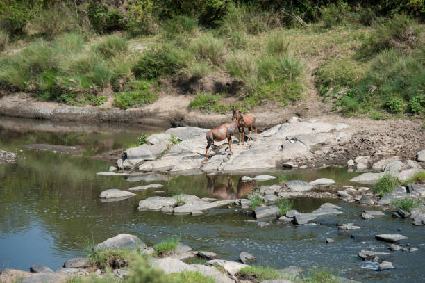 antílope topi en la sabana de áfrica - masai mara national reserve masai mara topi antelope fotografías e imágenes de stock