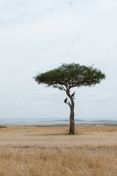 istock Vulture scavengers looking for a meal 2042300014