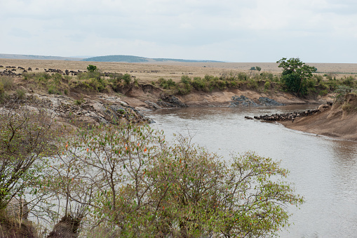 Gnu on the Mara River