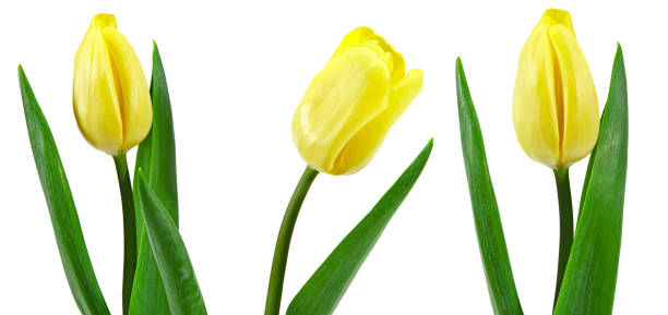 istock yellow tulips isolated on white background. clipping path 2042310057