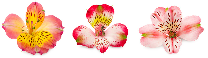 pink flower head isolated on white background. clipping path