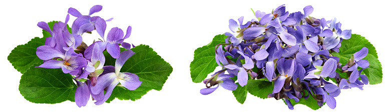 violets flowers. Blue Viola Odorata isolated on white background. clipping path
