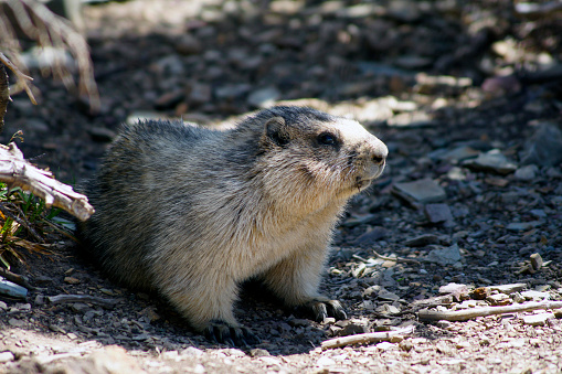 Groundhog, Glacier National Park, Montana - United States