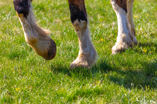 Horse hoofs on green meadow in sunny summer day.