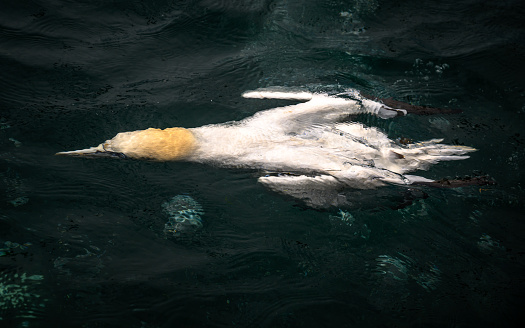A Northern Gannet gliding gracefully in the water