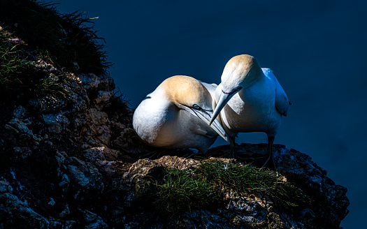 The two Northern Gannets perched on a rocky outcrop against a dark blue ocean backdrop