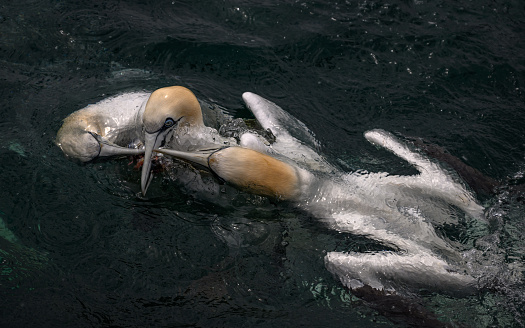 The Northern Gannets hunting fish in the ocean