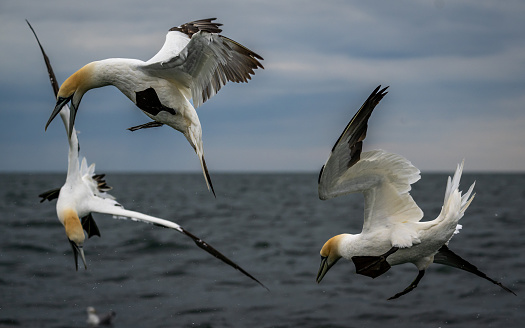 The Northern Gannets hunting fish in the ocean