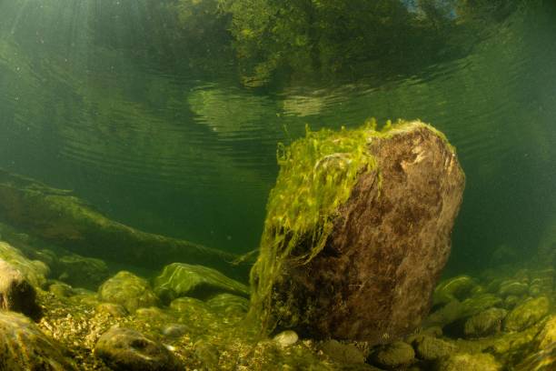 istock Gorge de l'Areuse - Underwater Photography 2042331469