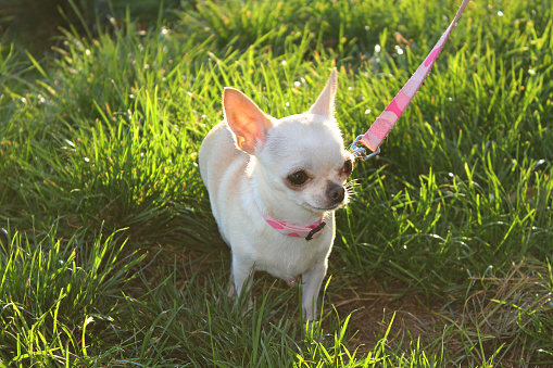 Cookie the little chihuahua out for a walk on a leash in the grass